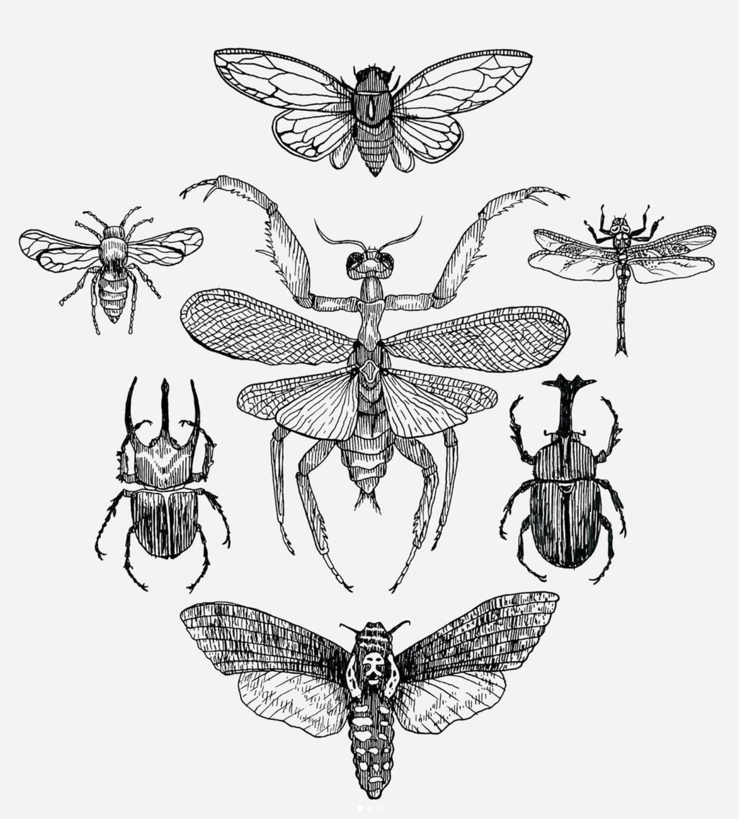 Drawings of insects